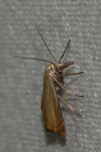 Réf. 235 080 : Chrysoteuchia culmella